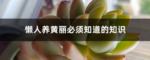 懒人养黄丽必须知道的知识