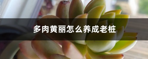 多肉黄丽怎么养成老桩