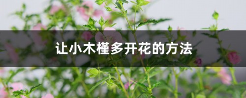 让小木槿多开花的方法