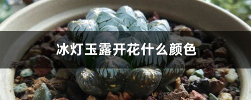 冰灯玉露开花什么颜色